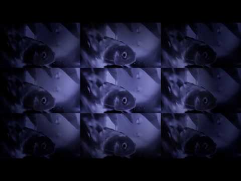 Pao Calderon - Ditch Feat Steinlausky (Side B) (Official Video)