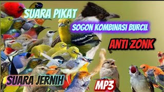 Download lagu PIKAT BURCIL KOMBINASI SOGON RIBUT DAN  RIBUT MP3 ANTI ZONK SUARA JERNIH mp3
