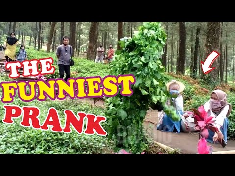 bushman-time-to-prank