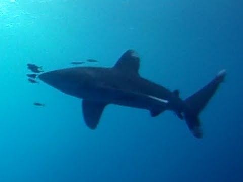 Vom Elfinstone Riff bis Port Ghalib Nov. 2012