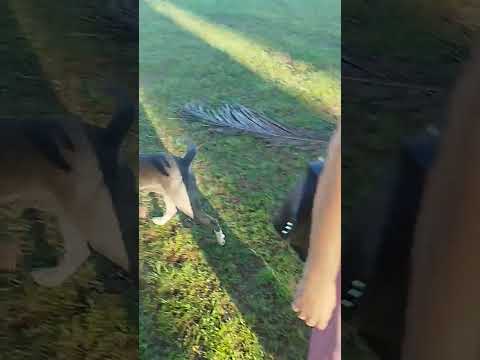 Um pitoco com muita saúde em Santana do Araguaia