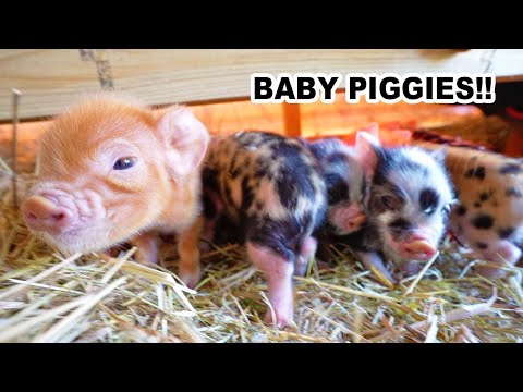 First 72 hrs with Kune Piglets (Newborn Pastured Pigs)