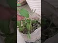 Chui Mui Plant