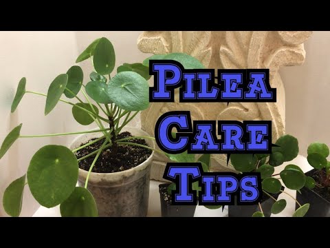 , title : 'How to Grow Pilea pepermioides: How much is to much light, water and humidity'