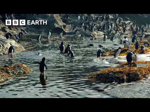 泥まみれのペンギンがピカピカに | ペンギン：家族を紹介 | BBC EARTH (Muddy Penguins Get All Cleaned Up | Penguins: Meet the Family | BBC Earth)