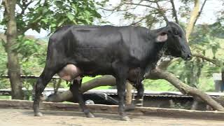 Vídeo 7 - 1º LEILÃO ANUAL SITIO TIMOTEO | VACAS 3/4 E 7/8