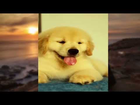 Videos Compilation Anjing lucu Make you Happy EP038