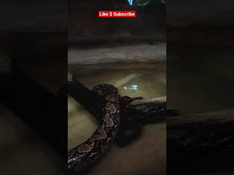 Python The Burmese python is a dark-coloured, #treepython #burmesepythons #viralvideo #shorts #snake