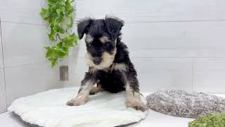 ミニチュアシュナウザーの動画01