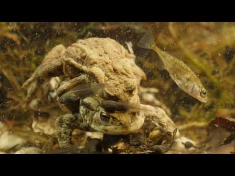 Ropucha obycajna - kladenie vajicok 4K