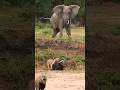 Elephant Saves Buffalo From Lions