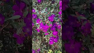 Download lagu #malayalam @sarangi #sidarthbharathan #shalabhamazha #sreyagoshal #moviesongs #rimakallinkal mp3 Download lagu #malayalam @sarangi #sidarthbharathan #shalabhamazha #sreyagoshal #moviesongs #rimakallinkal mp3