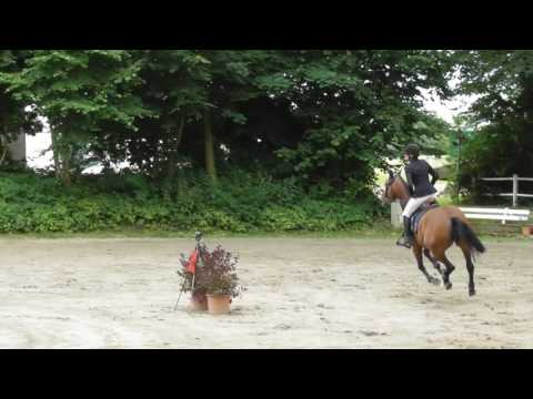 Carla, 7yo holsteiner mare, Com Air x Lasino