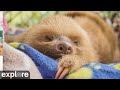 Sloth TV Powered By EXPLORE Org