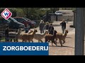 Zorgboerderij probeert zich door coronacrisis te slaan - OMROEP WEST