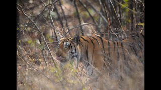 preview picture of video 'Tiger, Summers in Central Indian Landscape , Behaviour of tiger'
