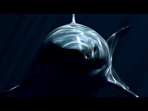 Ancient Predators and Their Present-Day Counterparts: SuperCroc, Megalodon, Pterosaurs and More!