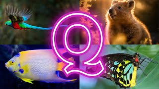 Animals And Birds Starting with Q || Amazing Animals Starting With Q