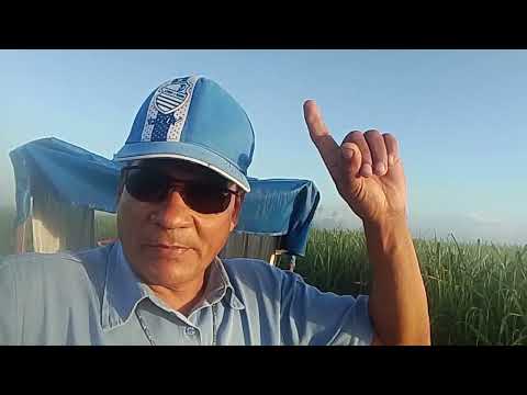 CANAL CICERO PRANCHETA DIRETO DÁ FAZENDA JARDIM MESSIAS AL 27 07 26 