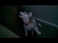 Husky Mad Over Time Out