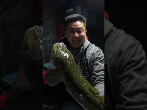 Overnight Ice Fishing HUGE Burbot