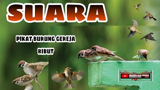Download lagu Suara Pikat Burung Gereja Ribut(Ampuh Untuk Mikat Dan Masteran) mp3 Download lagu Suara Pikat Burung Gereja Ribut(Ampuh Untuk Mikat Dan Masteran) mp3