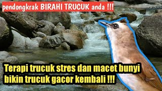 Download lagu terapi trucuk stres macet bunyi ampuh menaikan birahi dan emosi mp3 Download lagu terapi trucuk stres macet bunyi ampuh menaikan birahi dan emosi mp3