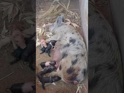 já nasceu mais porquinhos no sítio asa Branca de Ourolândia Bahia Brasil #porcos