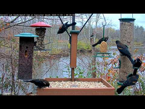 Red-winged Blackbirds Assemble At Cornell Feeders – Nov. 3, 2020