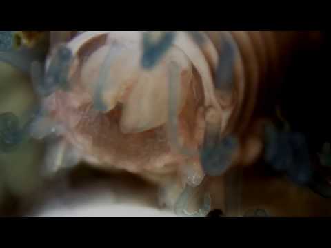 Magic Island :: High Note (Official Video)