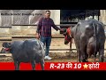 R 23 की 10 ️झोटी Redhu Genetic Breeding Farm ️प्रदीप रेढू 999654