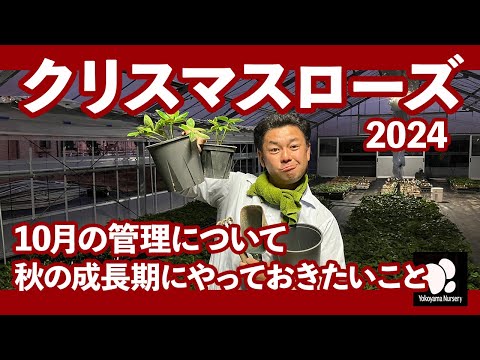 園芸 冬のトリカブト、ヘレボリン