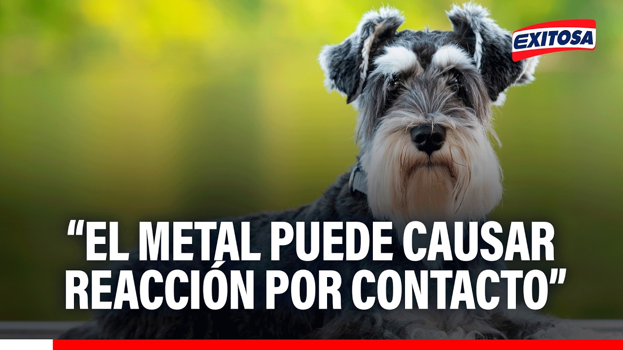 🔴🔵Perritos Schnauzer pueden ser alérgicos al metal de la máquina de corte, indica Rodrigo Rondón