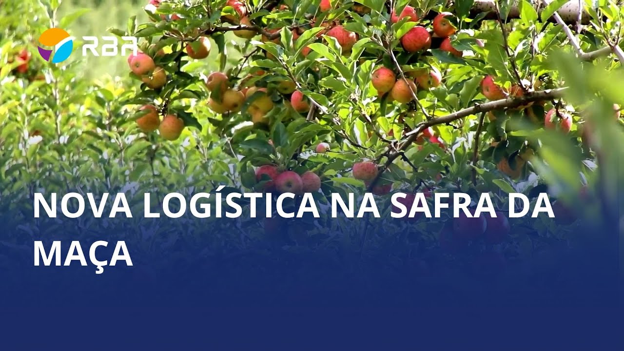 Porto de Imbituba passa a exportar maçãs com despacho feito em São Joaquim