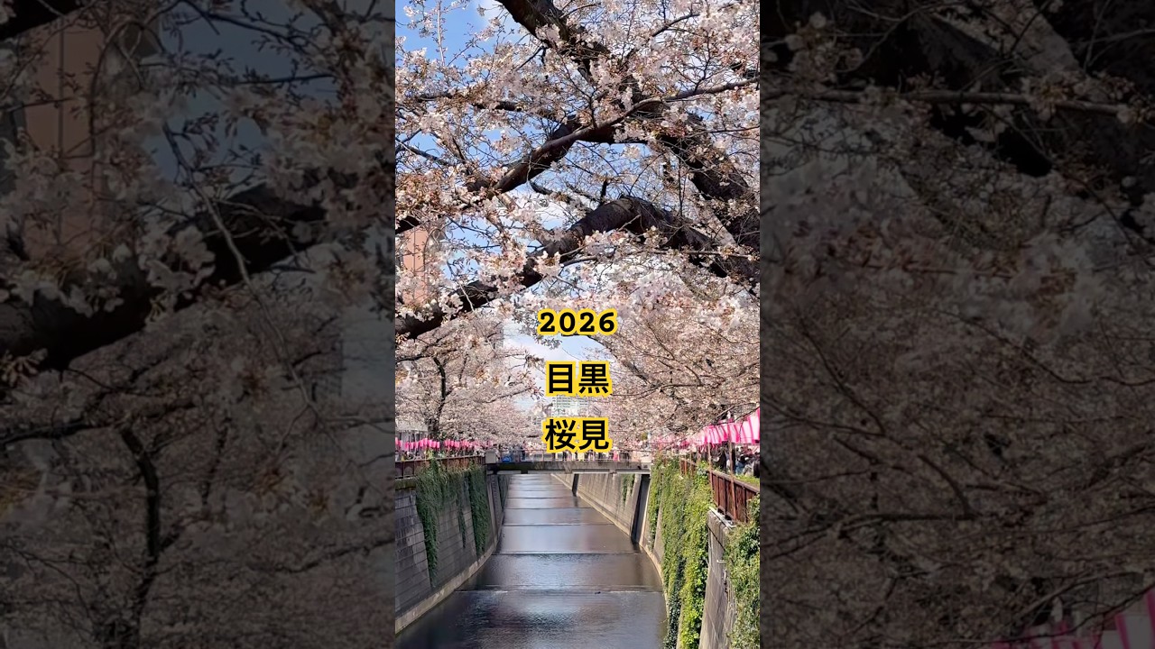 #桜 #さくら #viral