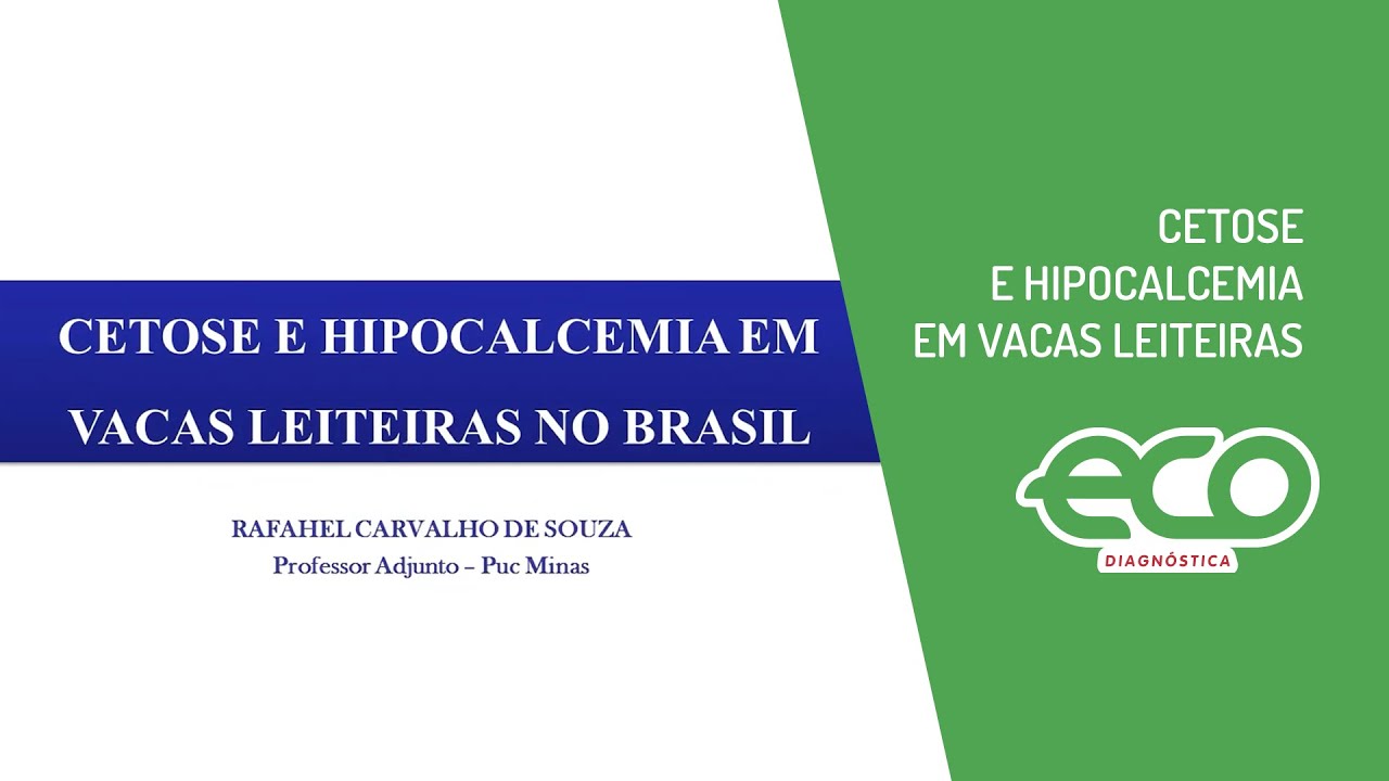 Cetose e Hipocalcemia em vacas leiteiras