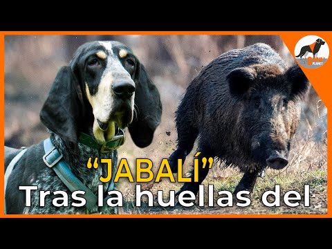 " El Gran Azul de Gascuña 🐶 y el Astur-Cántabro Tras las Huellas del Jabalí 🐗 "