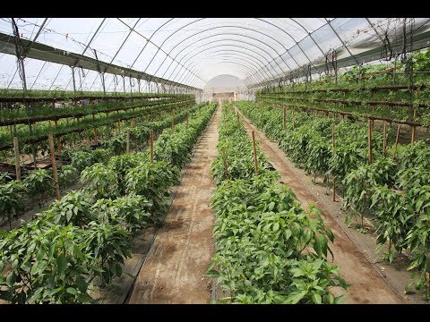 download lagu mp3 mp4 Melissas Produce, download lagu Melissas Produce gratis, unduh video klip Melissas Produce