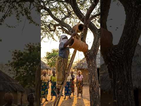 Poor Village Woman Builds Working Beehive From Clay and Harvests Pure Golden Honey 🍯✨🤯