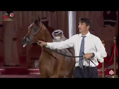N 196 M O ANTAR   Emirates Arabian Horse Breeders Championship 2021   Yearling Colts Class 6A