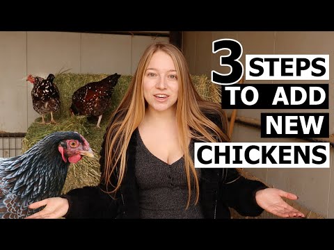 , title : 'Watch This BEFORE Adding More Chickens - How To Introduce NEW CHICKENS To Your Flock'