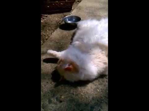 Mischa Heston-Baked Like a Cake!....He's a Cat/Ragamuffin Breed