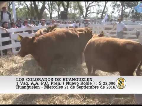21-09-16 Venta de Vaq. A.A. P.C. Preñ. - Los Colorados de Huanguelen - Huanguelen.