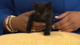KPRC 2 anchor Daniella Guzman saves baby kitty while out on assignment | HOUSTON LIFE | KPRC 2