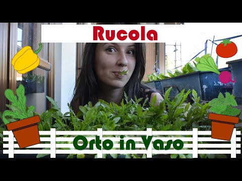 , title : 'Orto in Vaso: La Rucola'