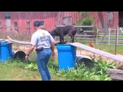 K-9 dog on obstacle course