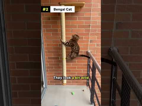 Discover the perfect cat breed for you 🐱🐈