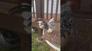 Cock #7