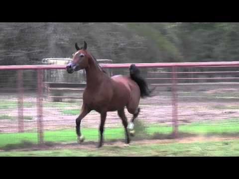 WF Eve (Eden C x TAF Pritza)