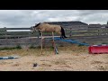 Welsh part bred